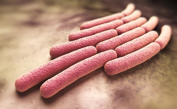 Një ilustrim tregon bakteret shigella, të cilat shkaktojnë sëmundje gastrointestinale. (iLexx/iStock)