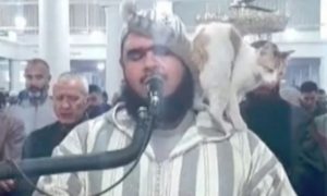 Algjeri, macja kërcen mbi imamin teksa po falte teravitë