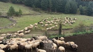 Tufa e deleve te fermës Sotira gjatë shtegtimit në zonën e Shelegurit, Erseke.