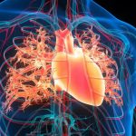 Ilustrim tridimensional i anatomisë së zemrës