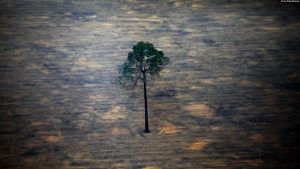 Shpyllëzimi i Amazonës. Brazil, shtator 2019.