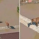 Kali ngec për ditë të tëra mbi çati, ndërsa fatkeqësia ka vrarë mbi 100 njerëz në Brazilin jugor