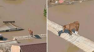 Kali ngec për ditë të tëra mbi çati, ndërsa fatkeqësia ka vrarë mbi 100 njerëz në Brazilin jugor