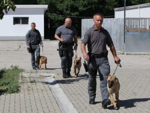 Policia trajnon operatorë me qen zyrtar për kërkim të armëve, drogave dhe kartëmonedhave