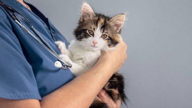 Çelësi i trajtimit të kancerit mund të jetë te  macet  Rezultati befasues i studimit të fundit